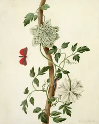 Clematis Florida with Butterfly and Caterpillar